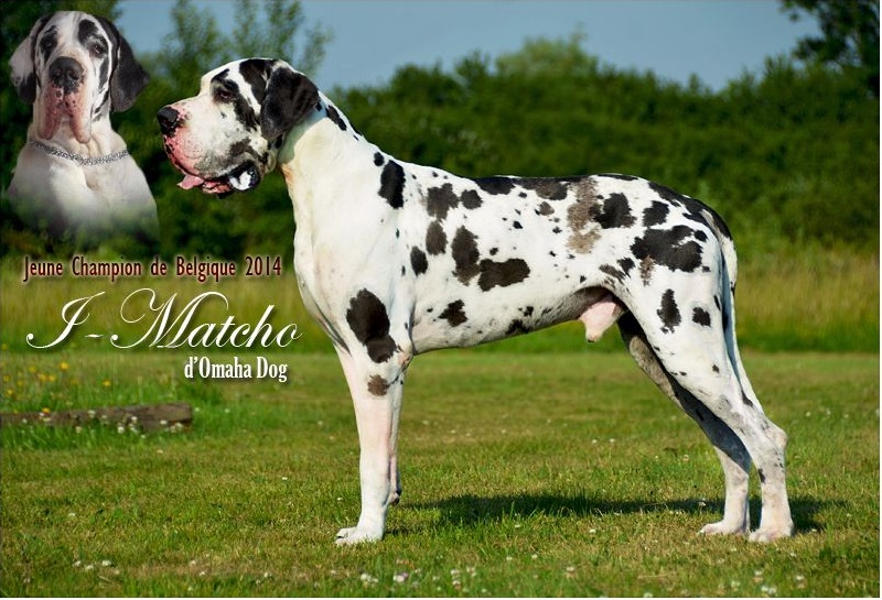 CH. I-matcho omaha dog