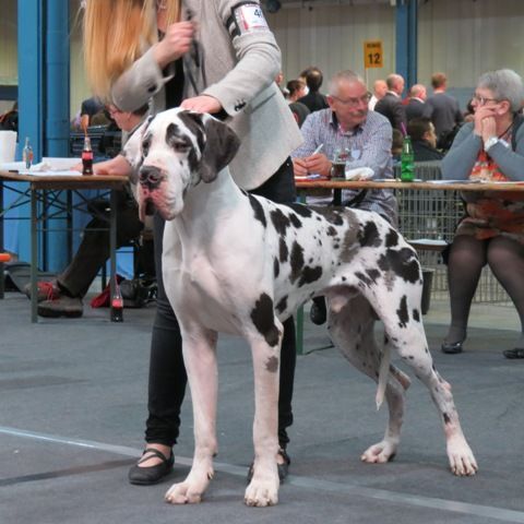 Domaine Di Matcho - I-MATCHO Jeune champion de Belgique 2014