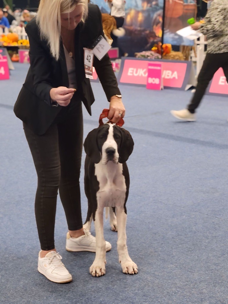 Arley-queen Du Phare Dunkerquois